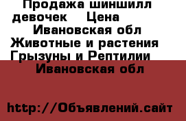 Продажа шиншилл (девочек) › Цена ­ 1 500 - Ивановская обл. Животные и растения » Грызуны и Рептилии   . Ивановская обл.